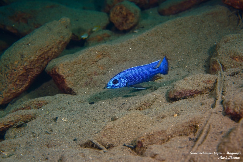 Sciaenochromis fryeri 'Magunga'